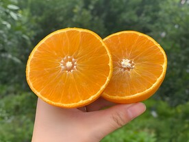 橙子