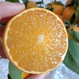橙子