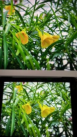黄花夹竹桃