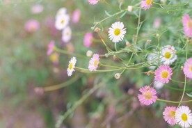 雏菊