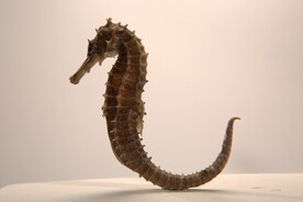 参茸中药海马特写