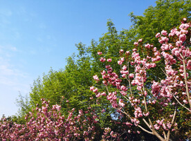樱花  