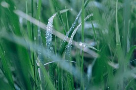 草叶和露珠素材