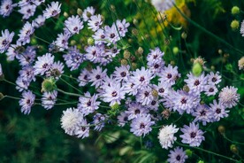 小菊花
