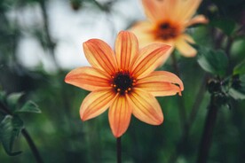 金光菊