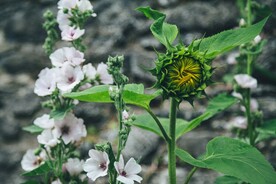 向日葵花蕾