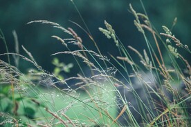 野草素材
