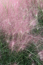 粉黛乱子草