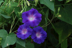 牵牛花