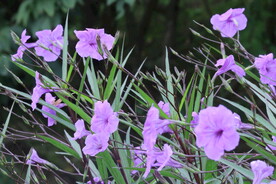 蓝花草