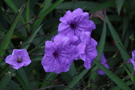 蓝花草 