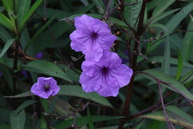 蓝花草 