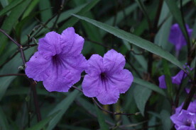 蓝花草