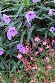 蓝花草