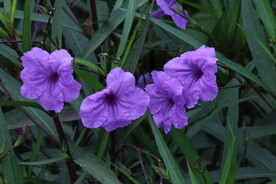 蓝花草 