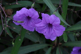 蓝花草