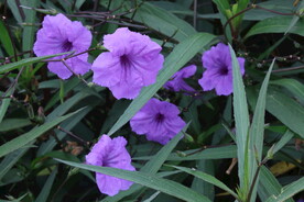 蓝花草 