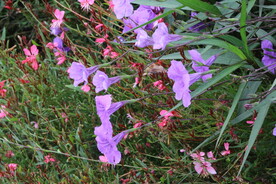 蓝花草 