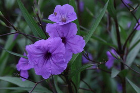 蓝花草 