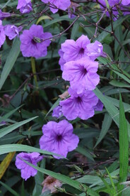 蓝花草 