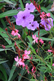 蓝花草