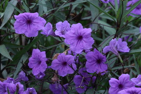 蓝花草
