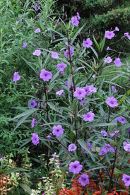 蓝花草