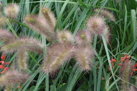 狼尾草 