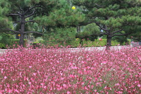 山桃草