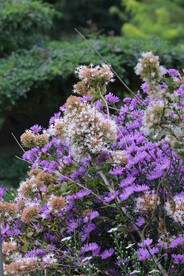 园林花草 