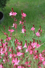 山桃草