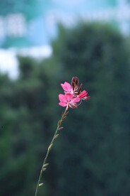 山桃草 
