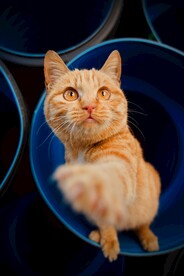 橘猫