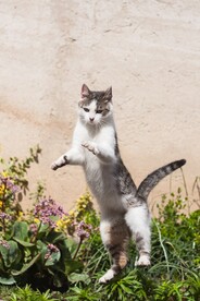 狸花猫