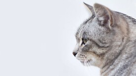 猫咪侧颜