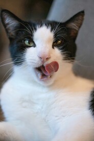奶牛猫