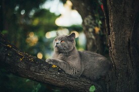 树上的猫咪