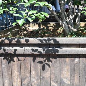 木花坛 树木 树影 