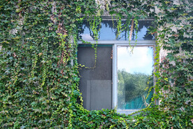 满是爬山虎的墙壁窗户