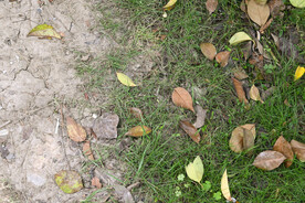 金秋落叶 树叶 地面 草地