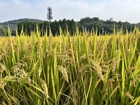 水稻