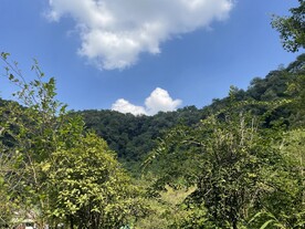 景区植物风景