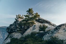 山石中的松树
