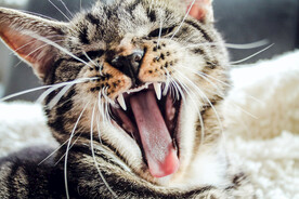 小猫咆哮打呵欠