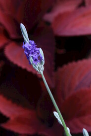 薰衣草