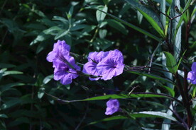 蓝花草