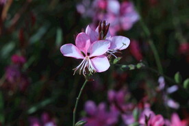 山桃草