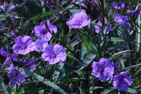 蓝花草