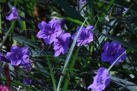 蓝花草 
