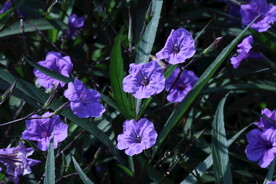 蓝花草
